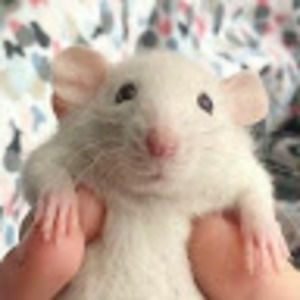 Meet your Posher, Rylee